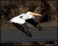 _9SB1922 american white pelican